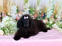 Milan, a female Poodle - Miniature  for sale in Dothan, AL – Photo 10 of 10
