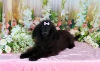Milan, a female Poodle - Miniature  for sale in Dothan, AL – Photo 2 of 10