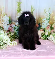 Milan, a female Poodle - Miniature  for sale in Dothan, AL – Photo 7 of 10