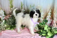 Brinley Purple, a female Miniature Bernedoodle for sale in Dothan, AL – 9 of 10