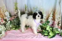 Brinley Purple, a female Miniature Bernedoodle for sale in Dothan, AL – 3 of 10