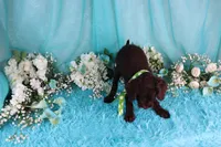 Carson, a male Poodle - Miniature  for sale in Dothan, AL – 8 of 10