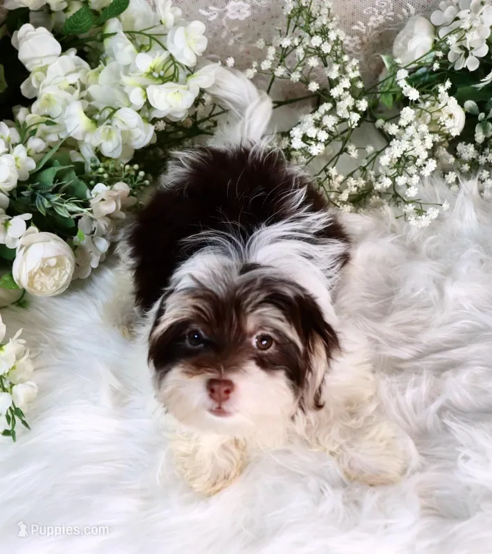 Elsa – Havanese puppy for sale in Dothan, AL