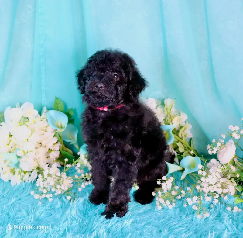 Cali – Poodle - Miniature  puppy for sale in Dothan, AL