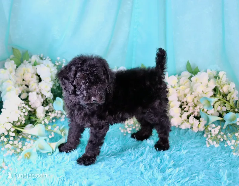 Cali – Poodle - Miniature  puppy for sale in Dothan, AL
