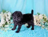 Cali, a female Poodle - Miniature  for sale in Dothan, AL – 5 of 10