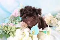 Bond AKC Hold, a male Havanese for sale in Dothan, AL – Photo 6 of 10