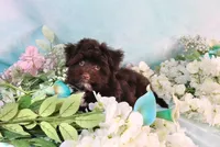 Bond AKC Hold, a male Havanese for sale in Dothan, AL – Photo 3 of 10