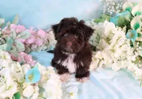 Bond AKC Hold, a male Havanese for sale in Dothan, AL – Photo 5 of 10