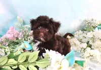 Bond AKC Hold, a male Havanese for sale in Dothan, AL – Photo 4 of 10