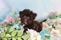 Bond AKC Hold, a male Havanese for sale in Dothan, AL – Photo 10 of 10