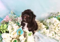 Bond AKC Hold, a male Havanese for sale in Dothan, AL – Photo 9 of 10