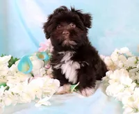 Bond AKC Hold, a male Havanese for sale in Dothan, AL – Photo 1 of 10
