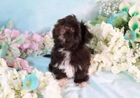 Bond AKC Hold, a male Havanese for sale in Dothan, AL – Photo 2 of 10