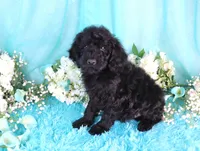 Carla, a female Poodle - Miniature  for sale in Dothan, AL – 3 of 9