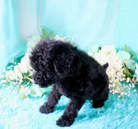Cali, a female Poodle - Miniature  for sale in Dothan, AL – 2 of 10