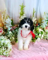 Brooky Red, a female Miniature Bernedoodle for sale in Dothan, AL – 7 of 10