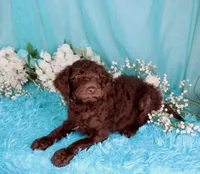 Cathy, a female Poodle - Miniature  for sale in Dothan, AL – 9 of 10