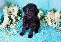 Cali, a female Poodle - Miniature  for sale in Dothan, AL – 7 of 10