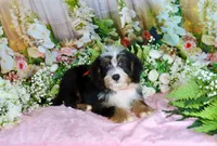 Brady Orange, a male Miniature Bernedoodle for sale in Dothan, AL – 3 of 10