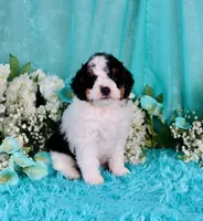 J'adore, a female Miniature Bernedoodle for sale in Dothan, AL – 5 of 10