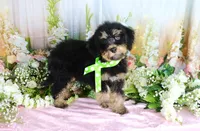Bobby Green, a male Miniature Bernedoodle for sale in Dothan, AL – 4 of 10