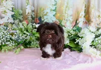 Spice, a female Havanese for sale in Dothan, AL – 3 of 5