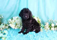 Carla, a female Poodle - Miniature  for sale in Dothan, AL – 8 of 9