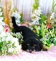 Bessy Yellow, a female Miniature Bernedoodle for sale in Dothan, AL – 6 of 10