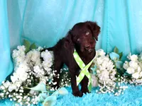 Carson, a male Poodle - Miniature  for sale in Dothan, AL – 9 of 10