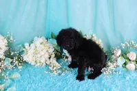 Capri, a female Poodle - Miniature  for sale in Dothan, AL – 5 of 10