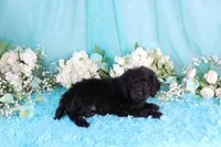 Capri, a female Poodle - Miniature  for sale in Dothan, AL – 4 of 10