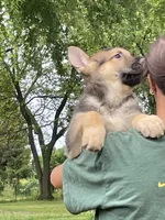 Black and Tan Boy Two , a male German Shepherd Dog for sale in Pecatonica, IL – 2 of 2