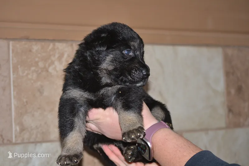 Cinderella15 – German Shepherd Dog puppy for sale in Pecatonica, IL