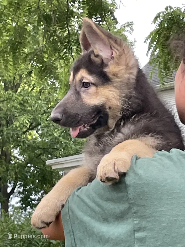 Black & Tan Boy One – German Shepherd Dog puppy for sale in Pecatonica, IL