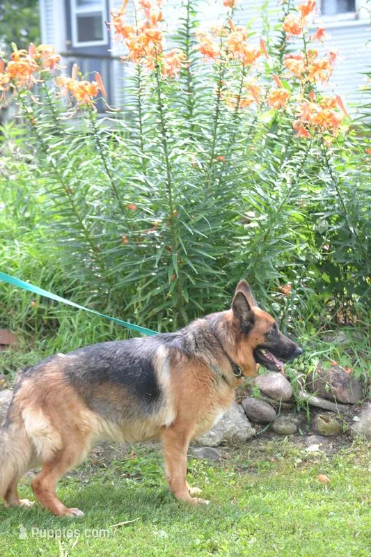 Janka – German Shepherd Dog puppy for sale in Pecatonica, IL