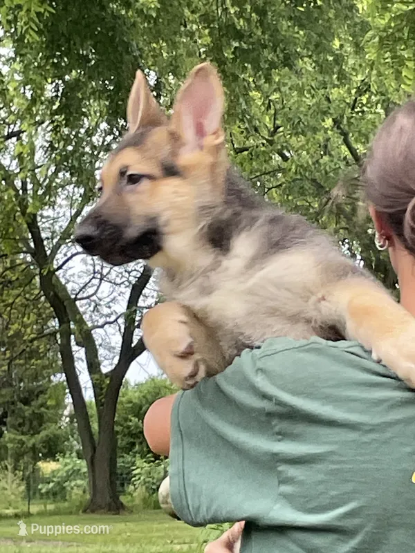 Black and Tan Boy Two  – German Shepherd Dog puppy for sale in Pecatonica, IL