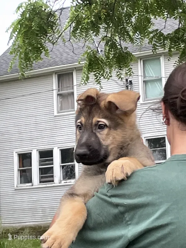 Sable Boy – German Shepherd Dog puppy for sale in Pecatonica, IL