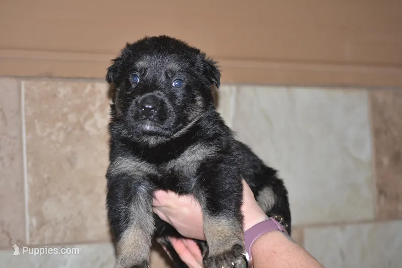 Dawn – German Shepherd Dog puppy for sale in Pecatonica, IL