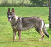 Trinity, a female German Shepherd Dog for sale in Pecatonica, IL – 1 of 1