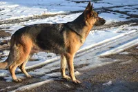 Alex, a female German Shepherd Dog for sale in Pecatonica, IL – Photo 2 of 2