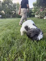 juney, a female Shih Tzu for sale in Garden City, MI – 3 of 3