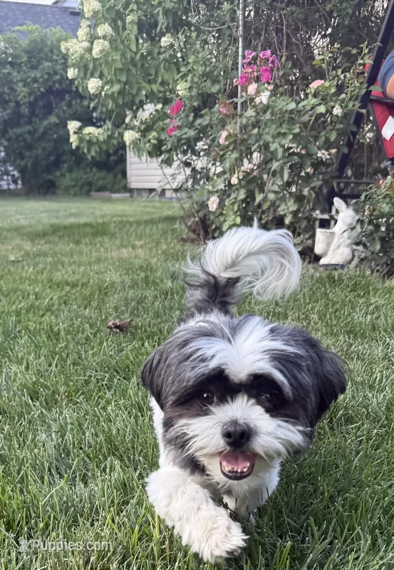 juney – Shih Tzu puppy for sale in Garden City, MI