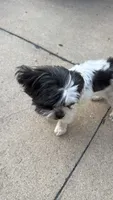 juney, a female Shih Tzu for sale in Garden City, MI – 2 of 3