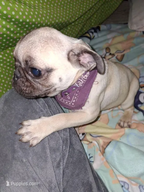 Frenchy – Pug puppy for sale in Brownsville, TX