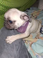 Frenchy, a female Pug for sale in Brownsville, TX – 1 of 1