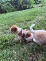 Debbie, a female Australian Cattle Dog for sale in Galesburg, IL – 3 of 4