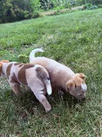 Beatrice , a female Australian Cattle Dog for sale in Galesburg, IL – 4 of 4