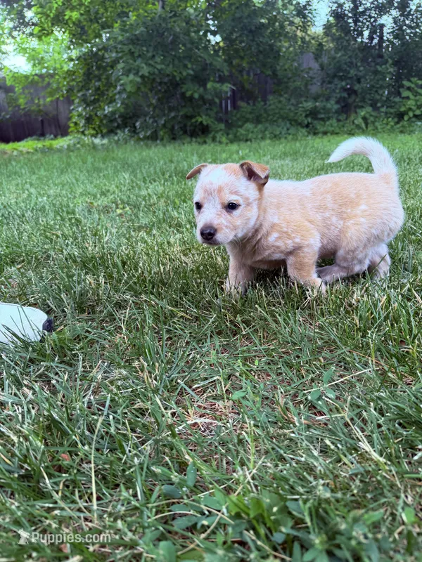 Beatrice  – Australian Cattle Dog puppy for sale in Galesburg, IL
