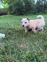 Beatrice , a female Australian Cattle Dog for sale in Galesburg, IL – 1 of 4